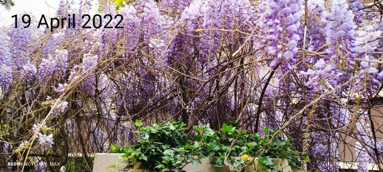 Garden House - Luxury - Only Self Check In Pensión Roma